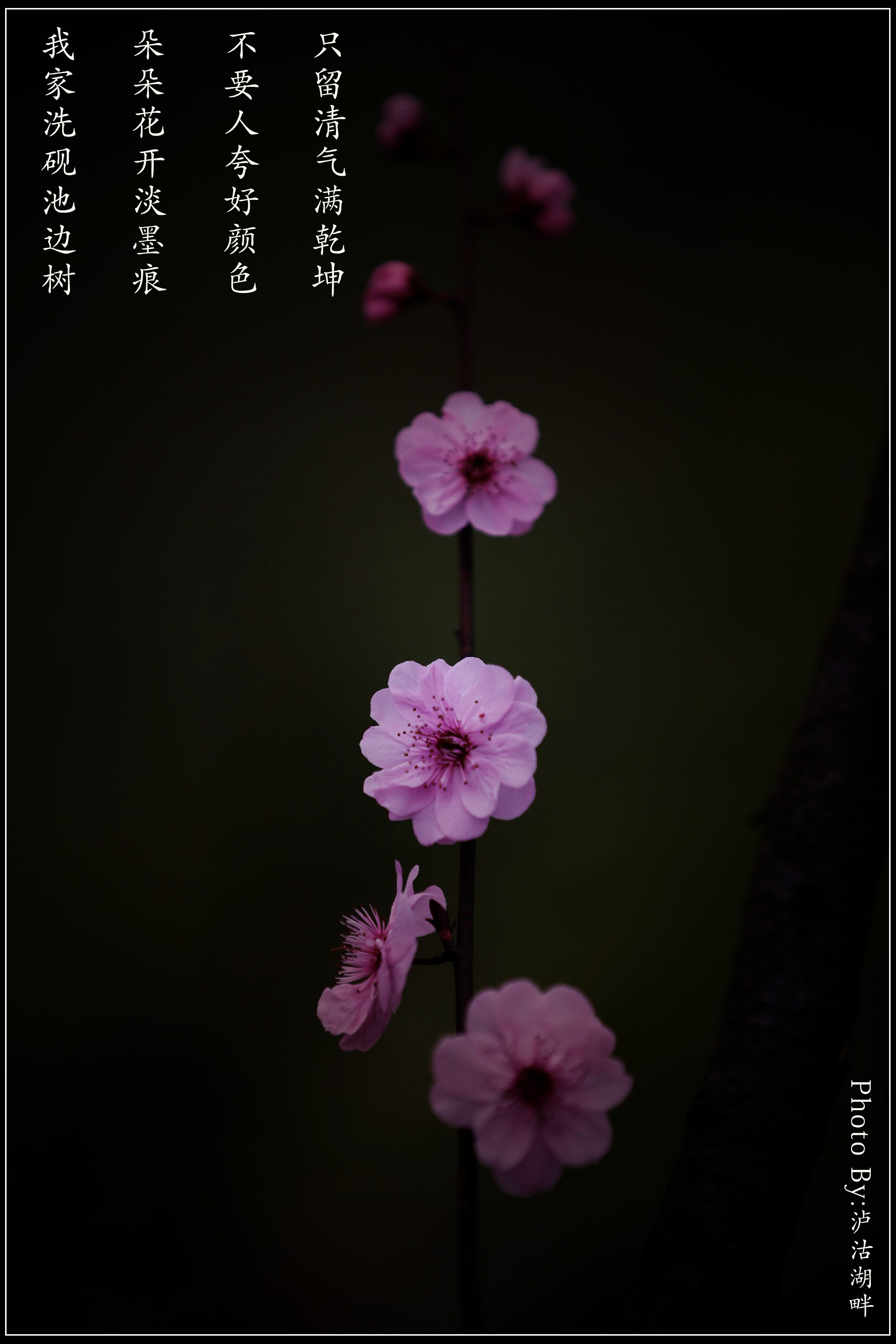 【梅花二弄摄影图片】杭州超山风光摄影_泸沽湖畔