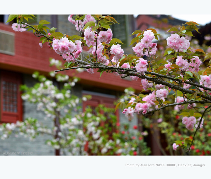 赣县樱花季