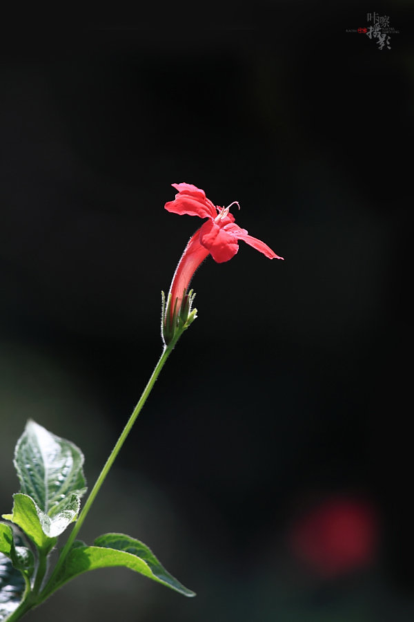 小小红花
