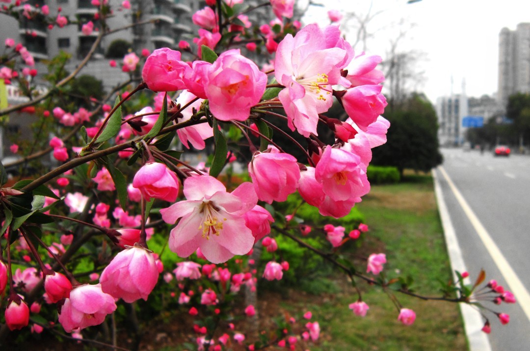 百花迎春