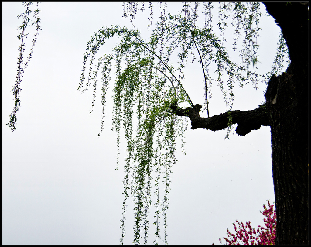春风杨柳