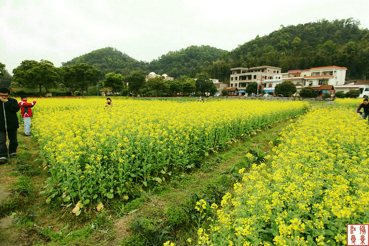 【梯面油菜花摄影图片】花都区生态摄影_太平洋电脑网