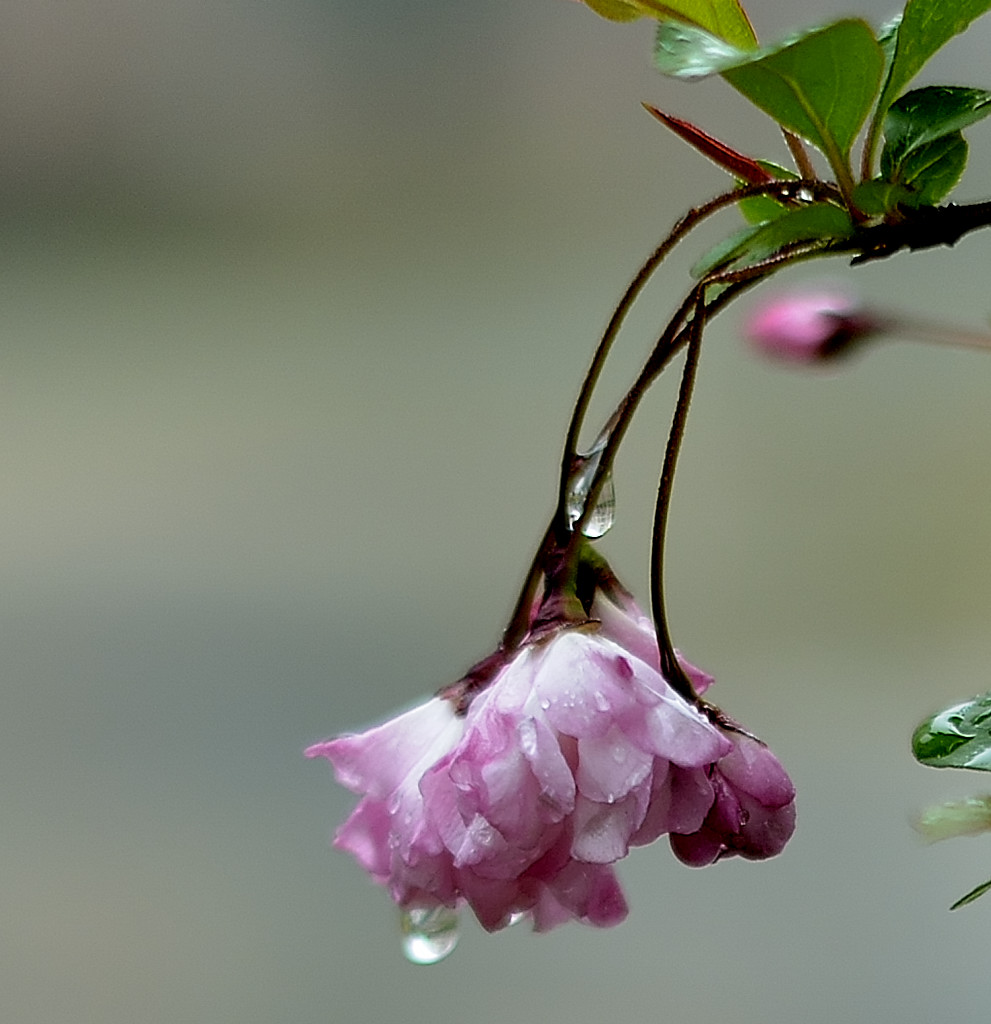 雨滴娇花