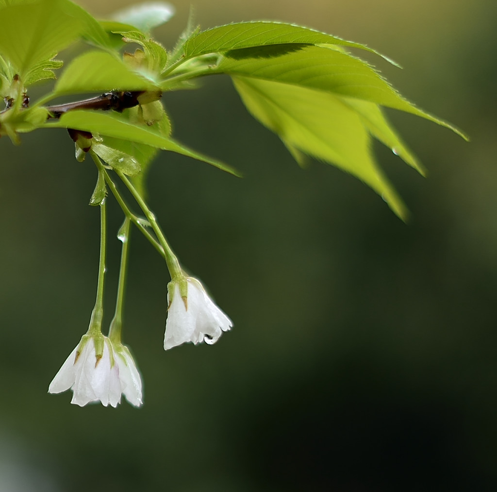 雨滴娇花