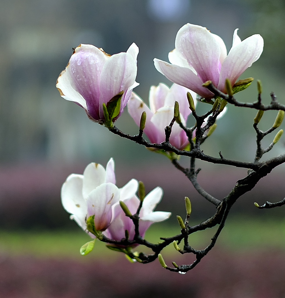 雨滴娇花