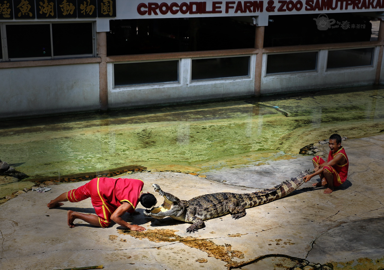【鳄鱼表演-漫游泰国摄影图片】曼谷 鳄鱼动物园纪实摄影_春来影像_太平洋电脑网摄影部落