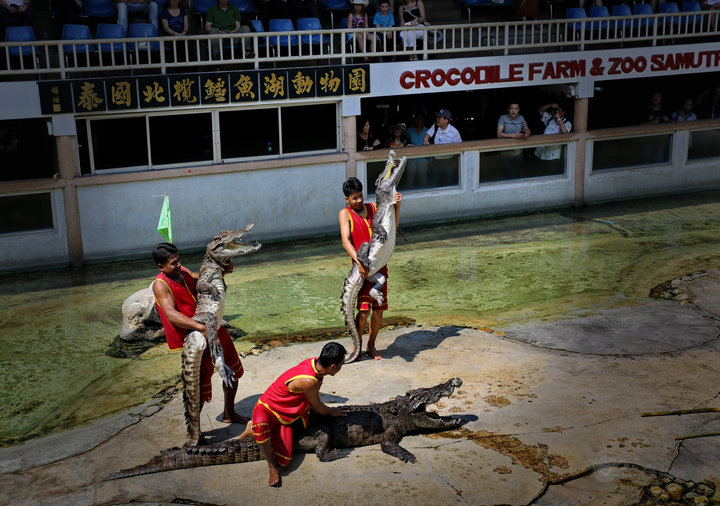 【鳄鱼表演-漫游泰国摄影图片】曼谷 鳄鱼动物