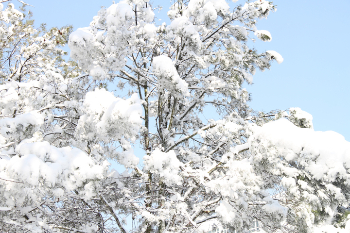 【北京雪景摄影图片】北京中国地质大学生态摄