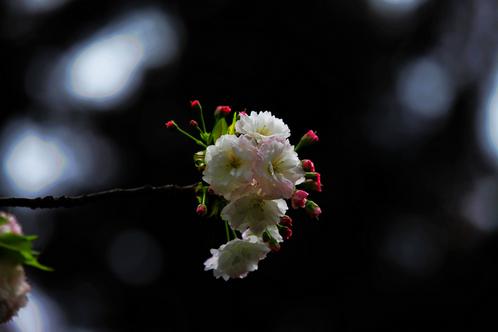 【雅---樱花摄影图片】成都府河五丁桥畔生态摄