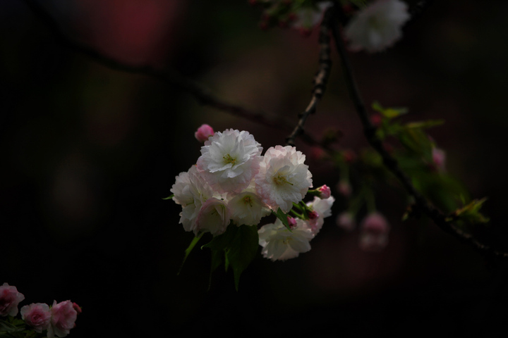 【雅---樱花摄影图片】成都府河五丁桥畔生态摄