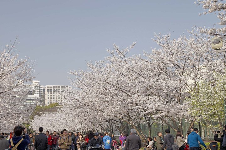 校园樱花