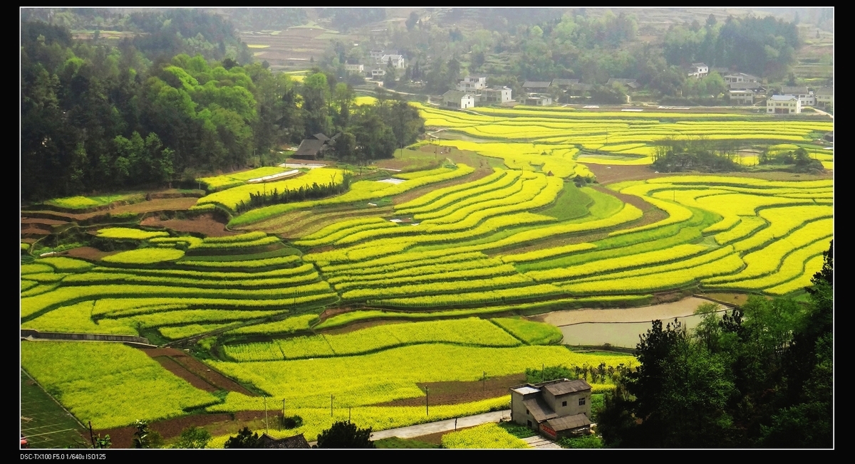 【乡村游摄影图片】遵义松林风光旅游摄影