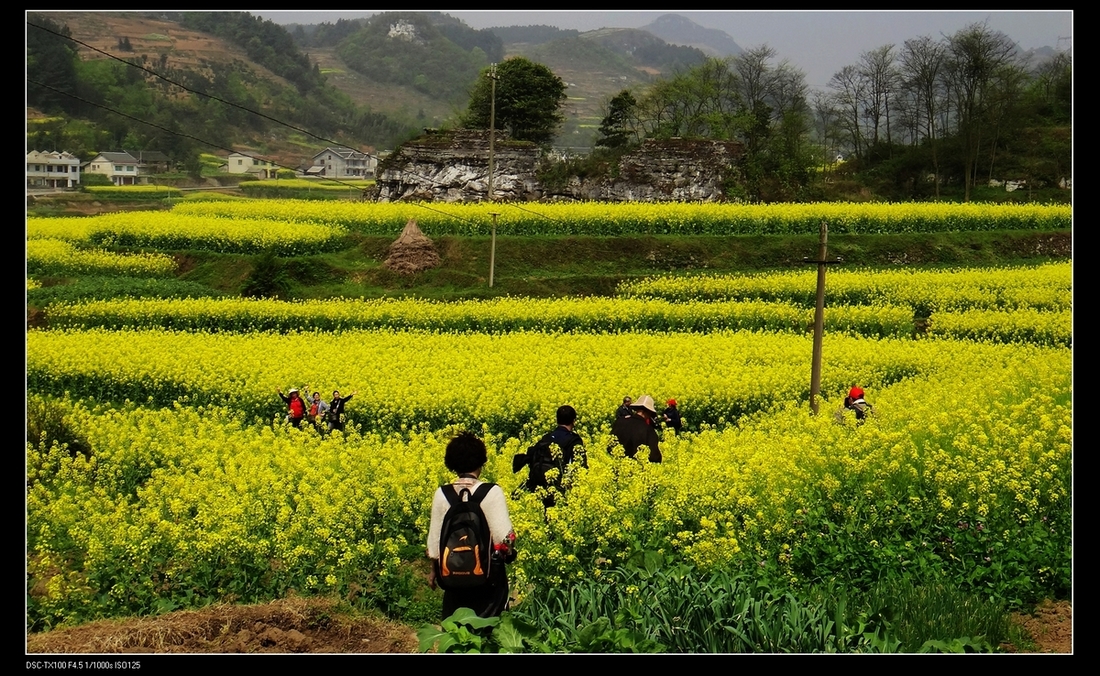 【乡村游摄影图片】遵义松林风光旅游摄影