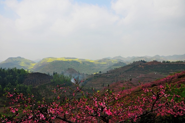 满山桃花红艳艳