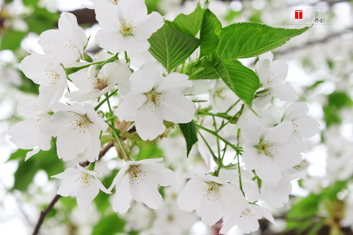 白色的春天花