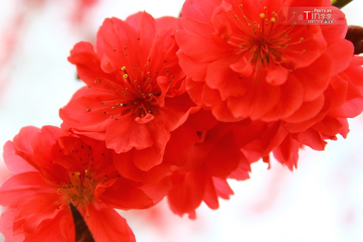 红色的春天花