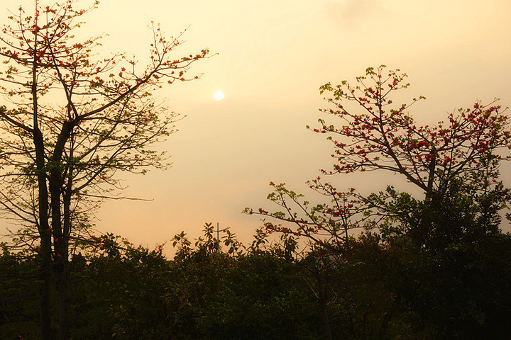 【黄昏木棉树摄影图片】公园生态摄影_植物摄