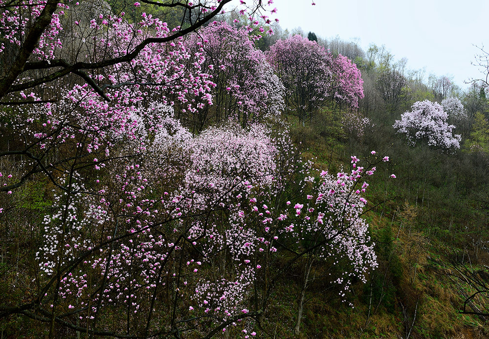 观赏"辛夷花"
