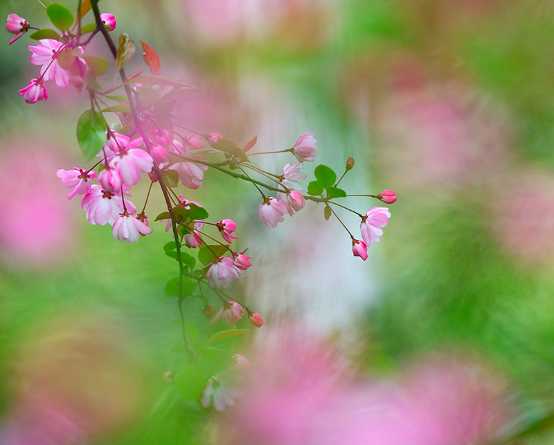 春天花事