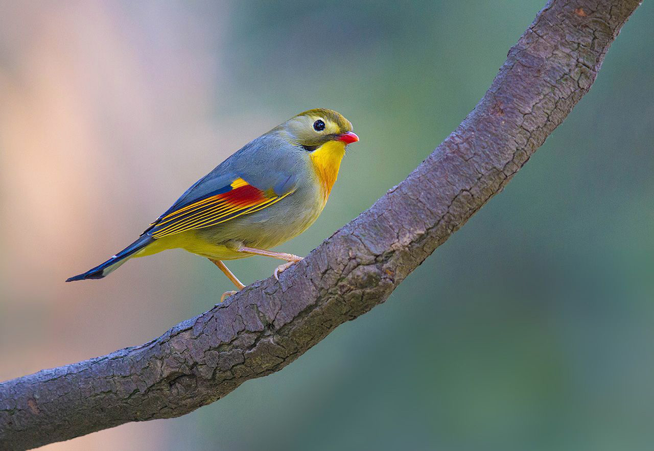 赤胸拟啄木鸟,鸟网