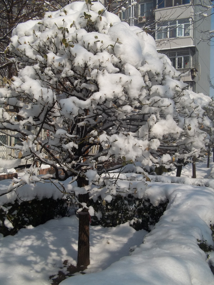 【忽如一夜春风来 千树万树梨花开 京都雪 华晶