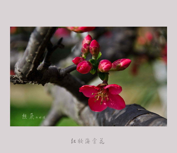 红妆海棠花