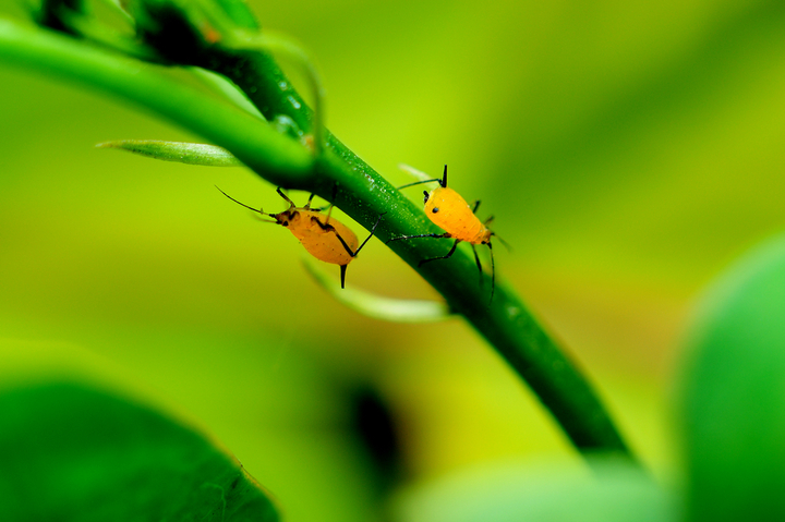 【蚜虫和怪兽摄影图片】成都生态摄影