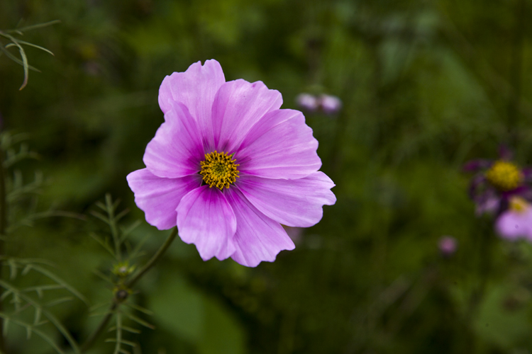 美丽格桑花