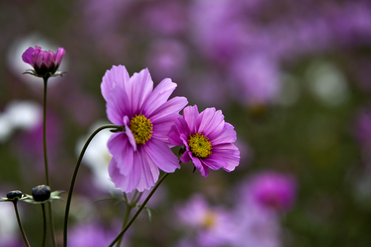 美丽的格桑花图片_格桑花图片高清