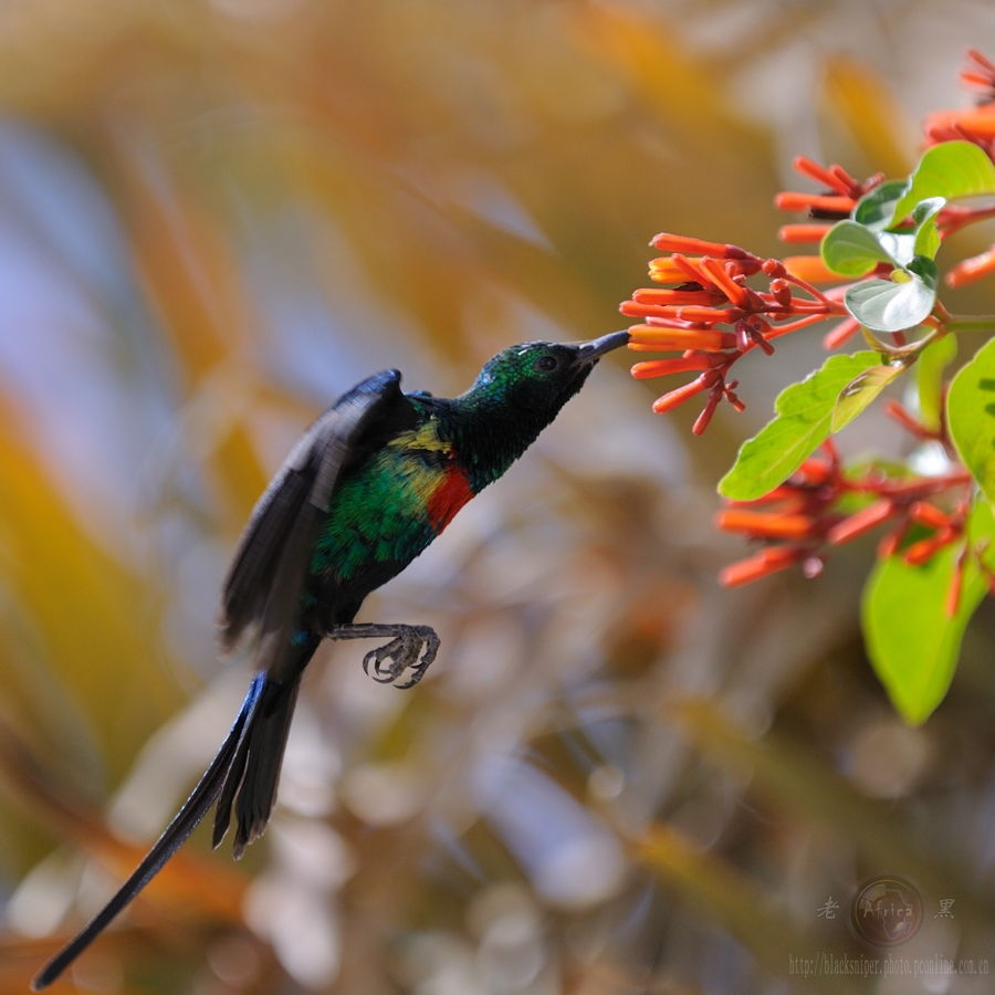 美丽太阳鸟 beautiful sunbird