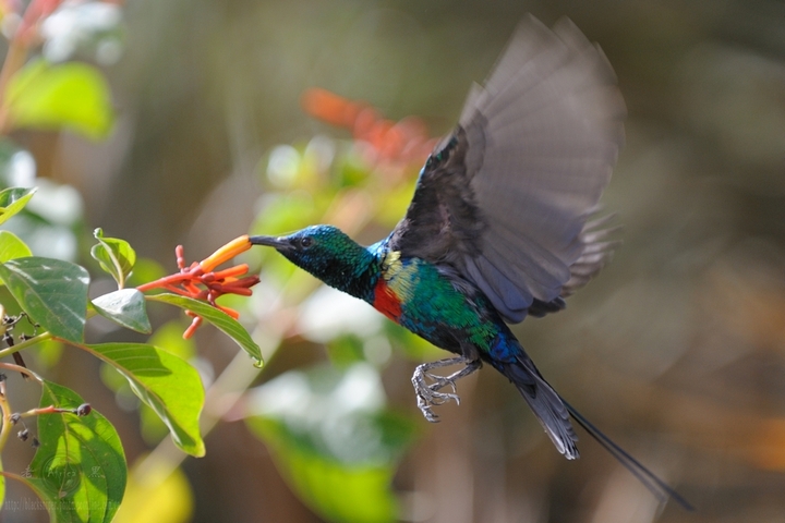 ̫ Beautiful Sunbird