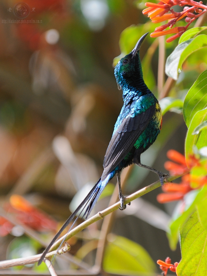 美丽太阳鸟 beautiful sunbird