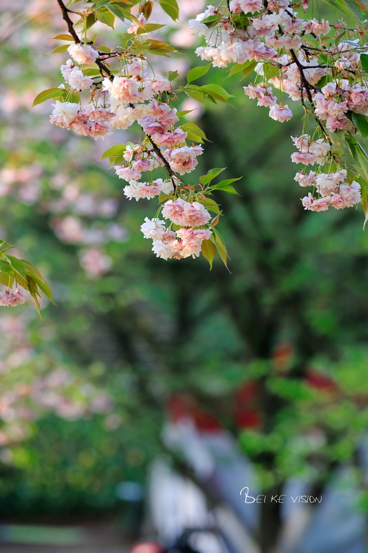 灿烂花季