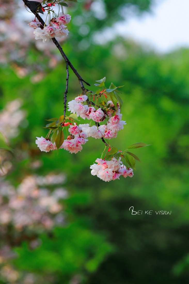 灿烂花季