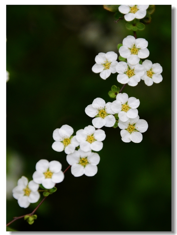 白花朵朵开