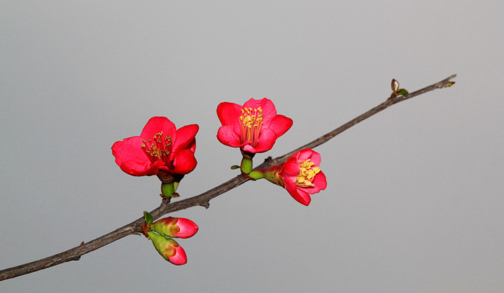 【春风得意花枝俏-海棠花摄影图片】四川德阳纪实摄影_太平洋电脑网