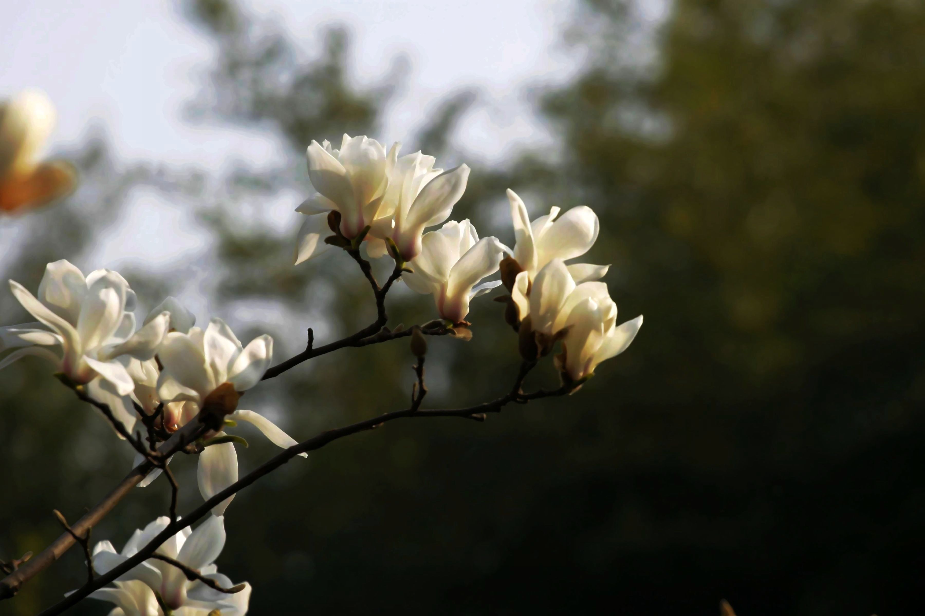 科学网—望春玉兰：花期比白玉兰还早的优美树种 - 张庆费的博文