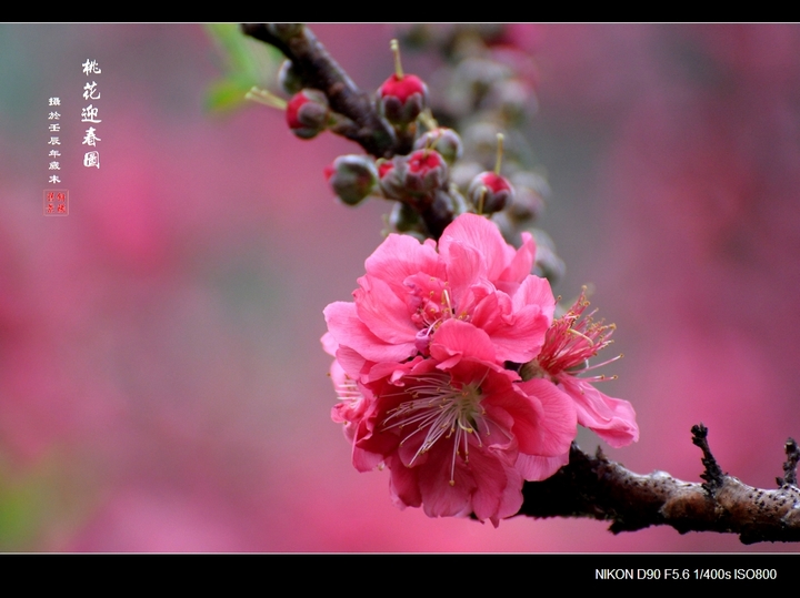 【桃花迎春图摄影图片】广州白云山桃花涧生态