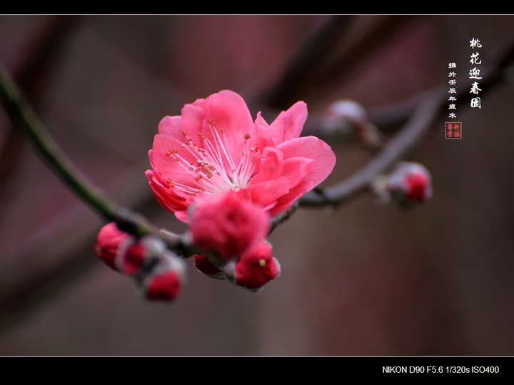 【桃花迎春图摄影图片】广州白云山桃花涧生态