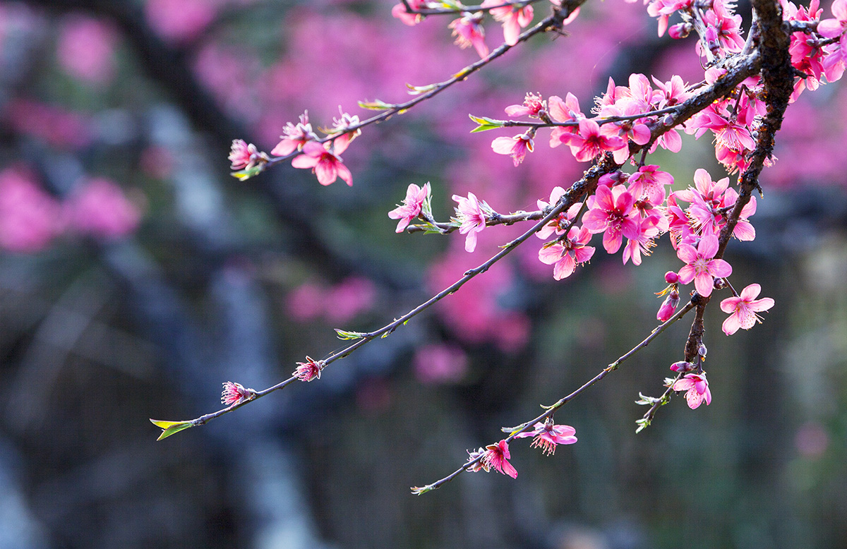 春天来了，桃花梨花开了|摄影|风光|jiangyixiao - 原创作品 - 站酷 (ZCOOL)