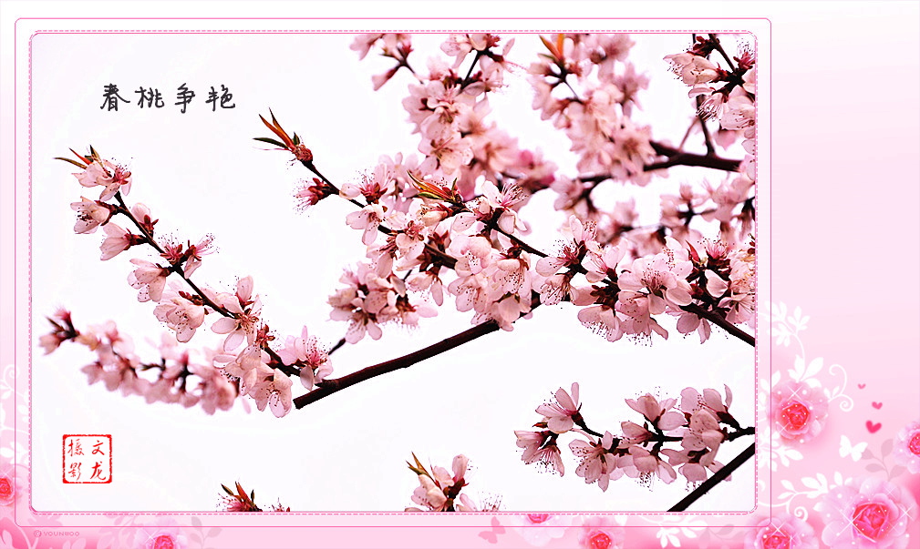 春桃争艳