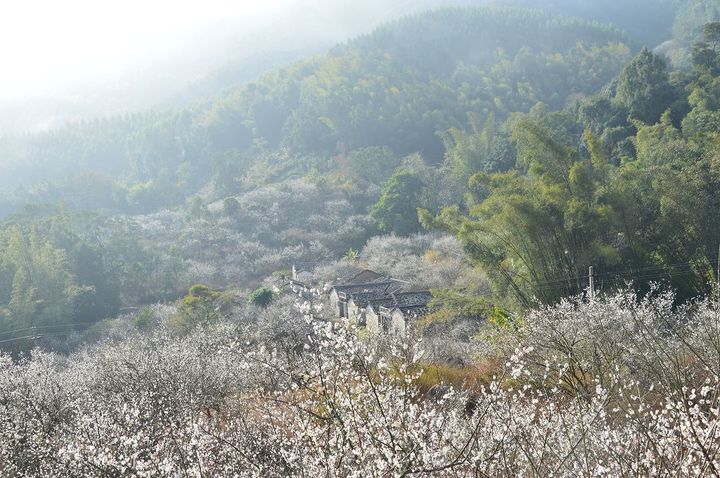 【普宁山区赏梅花林摄影图片】普宁市大坪镇生态摄影_潮之印象_太平洋