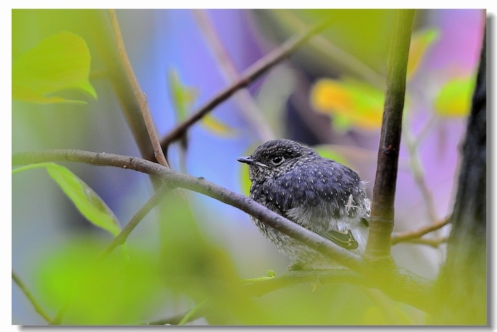 【窗外飞来一只小雏鸟摄影图片】贵州省铜仁市