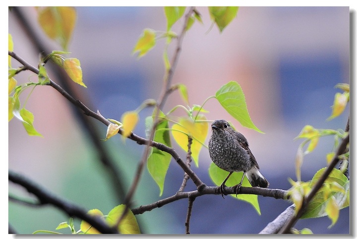 【窗外飞来一只小雏鸟摄影图片】贵州省铜仁市
