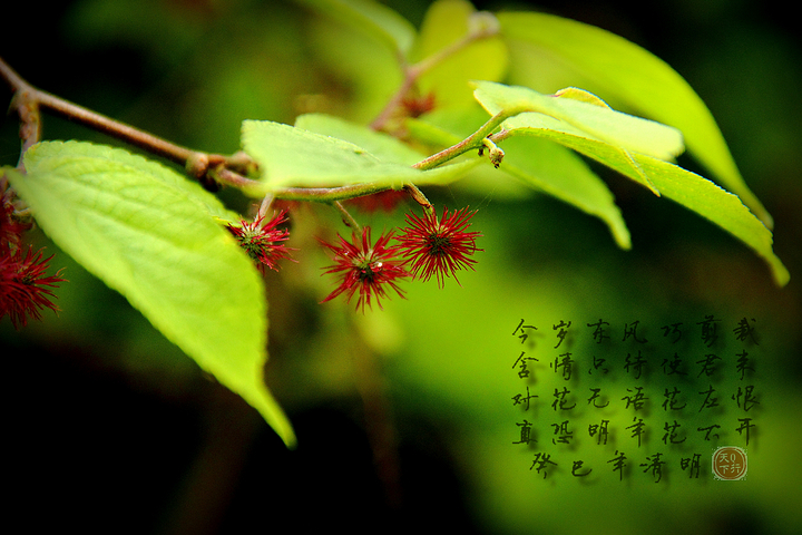 【一花一世界,一叶一菩提。(摄于清明)摄影图片