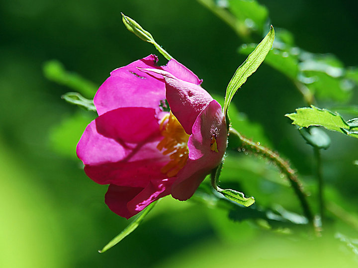 【野玫瑰花与果实·芬芳多彩的花《十六》摄影