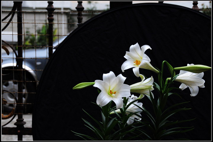 雨后百合花