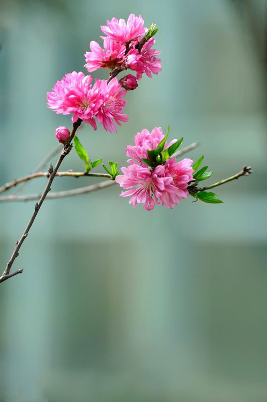 人间四月花芳菲