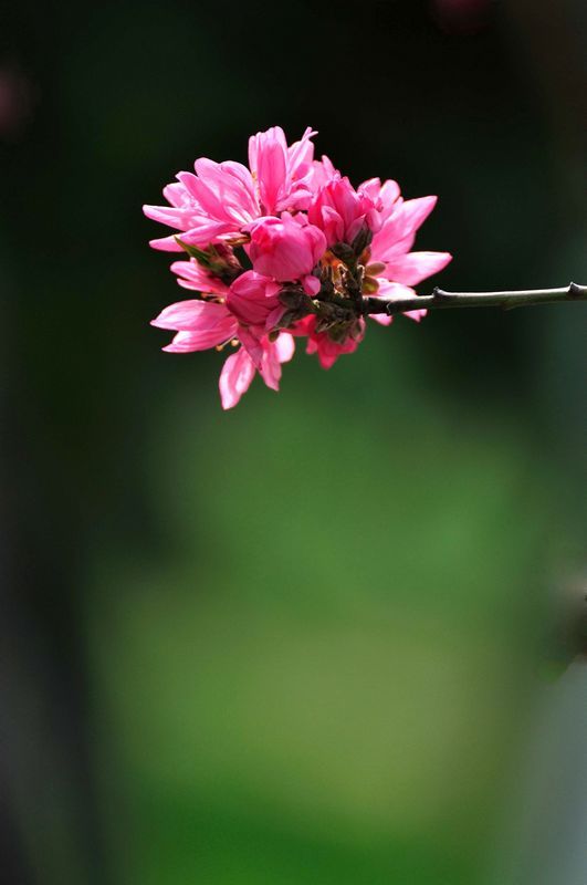 人间四月花芳菲