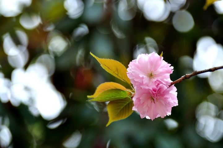 人间四月花芳菲